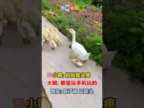 大鹅：啥玩意硌我脚丫子一下 thumbnail