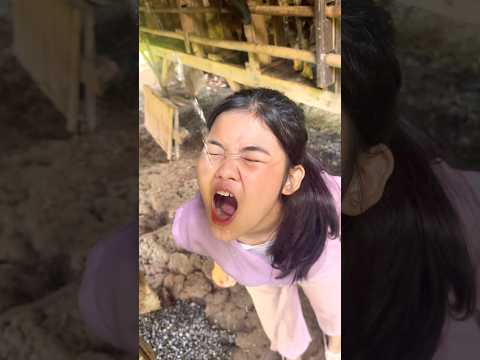 Nuy minum P!pis Kambing❗️ thumbnail