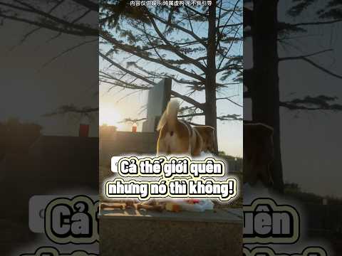 Tui đã khóc vì chú chó này ? thumbnail