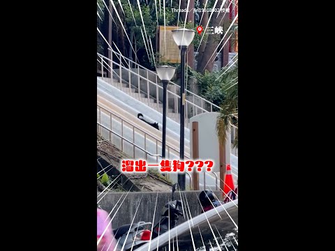 【溜滑梯溜出一隻狗？】孩子們開心溜滑梯 下秒驚見歐告「跟風滑下來」XD #Shorts thumbnail