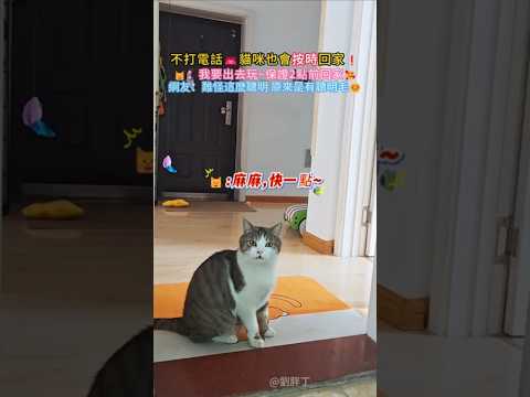 不打電話☎貓咪也會按時回家❗?：我要出去玩~保證2點前回家?網友：難怪這麼聰明 原来有聪明毛? #cat #cute #funny #shorts #funnyshorts thumbnail