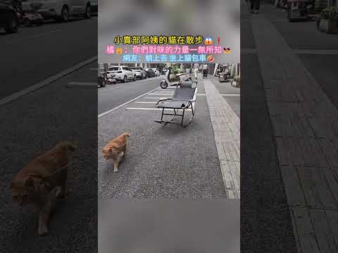 小賣部阿姨的貓在散步?❗橘?：你們對咪的力量一無所知?網友：躺上去 坐上貓包車? #cat #cute #funny #funnyshorts #shorts thumbnail