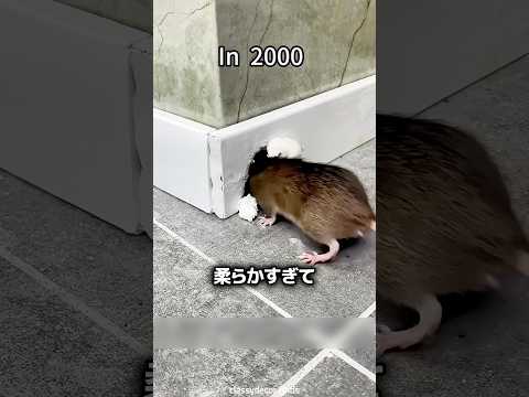 ネズミの穴を完璧に塞ぐ方法 ? thumbnail