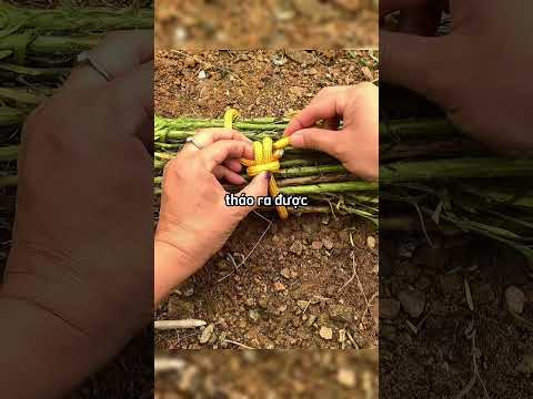 Cách buộc dây này từng rất nổi tiếng vào thời xưa????? #shortsvideo #shorts thumbnail
