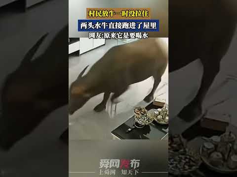 村民放牛一時沒拉住，兩頭水牛直接跑進了屋裡，網友原來它是要喝水 thumbnail