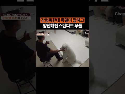강형욱한테 목덜미 잡힌 스탠다드 푸들 #개늑시 #개와늑대의시간 thumbnail