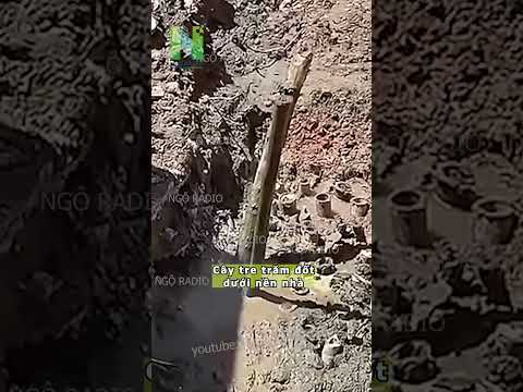 Cây tre trăm đốt dưới nền nhà thumbnail