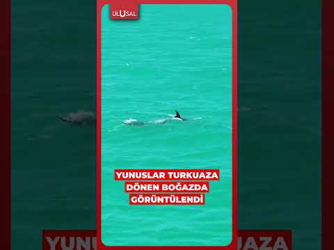 Turkuaza dönen İstanbul Boğazı'nda yüzen yunuslar görüntülendi #shorts #boğaz #yunus thumbnail