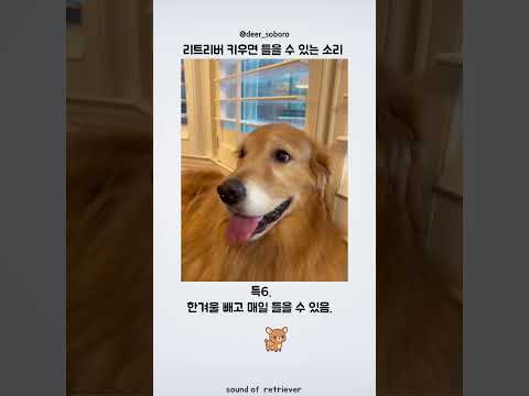 리트리버의 소리 thumbnail