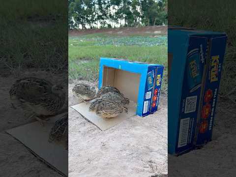 Quick Creative Quail Trap Using Cardboard Box #shorts thumbnail