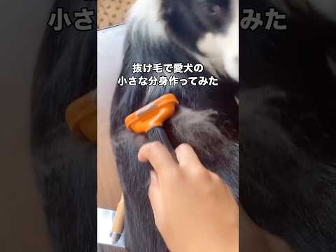 抜け毛からできた小さいボーダーコリー #ボーダーコリー #羊毛フェルト #ハンドメイド #大型犬 thumbnail