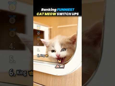Ranking FUNNIEST CAT MEOWING SWITCH UPS Core Moments!! 🐱👹 thumbnail