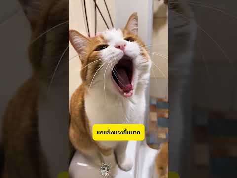 แมวจรที่ไม่มีคนรัก #shorts  #อาหารสมอง thumbnail