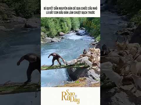 BÍ QUYẾT DẪN NGUYÊN ĐÀN DÊ QUA CHIẾC CẦU NHỎ LÀ BẮT CON ĐẦU ĐÀN LÀM CHUỘT BẠCH TRƯỚC thumbnail