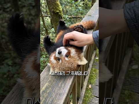 도무지 알 수 없는 레서판다의 생존이유 thumbnail