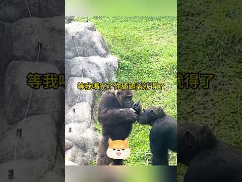 天氣太熱酸奶過期了！ #搞笑配音 #搞笑 #funny thumbnail