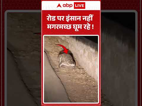 Viral Video | रोड पर इंसान नहीं मगरमच्छ घूम रहे | #ytshorts #trendingnews #viralnews thumbnail