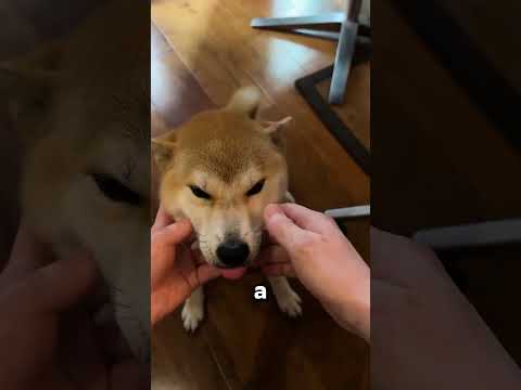 Dente Misterioso Conficcato Nella Rotella Della Sedia…🤯 thumbnail