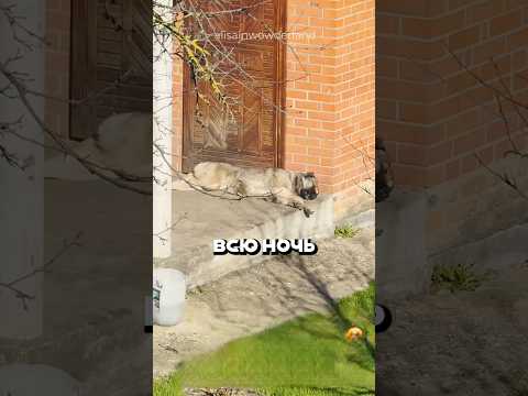 Теперь пёс не будет мешать спать по ночам? thumbnail