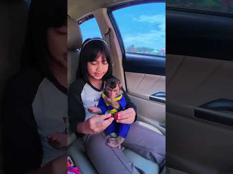 Cia bingung Pilih Strawberry yang mana 🤭🤣 #shortvideo #short #monkey #monyet #animals thumbnail