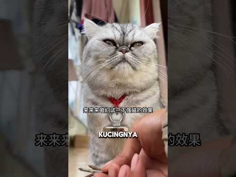 Kucing nakal itu memakai magnet, lalu malah nempel dan tersangkut sama kucing lain. thumbnail