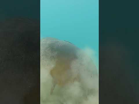 Lake Bled carp underwater thumbnail