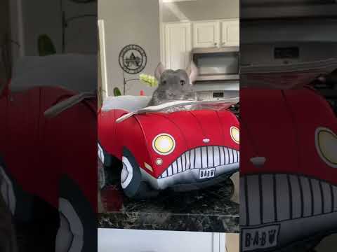 Share if you think Mondays are for jiggling 💃🏽 🍑 #chinchilla #dance #pets #cute thumbnail