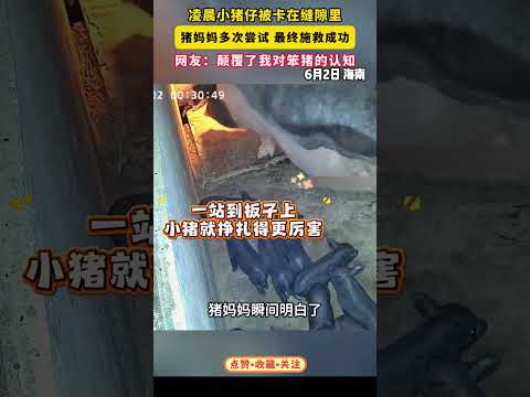 凌晨小猪被卡住，猪妈妈机智救援 #大熱門 #影视聚焦 #funny #影視解説 #搞笑 #感人壹幕 #animals #movie thumbnail