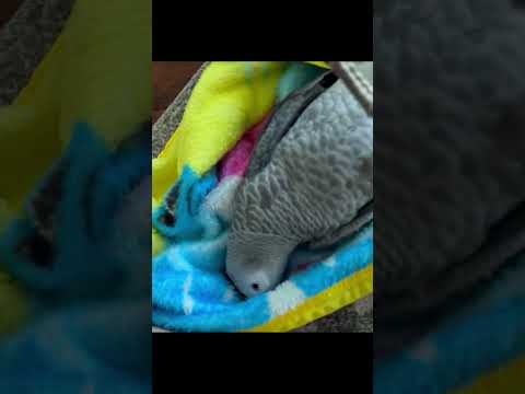 BÉ VẸT XÁM  CHUẨN BỊ NGỦ #shorts thumbnail