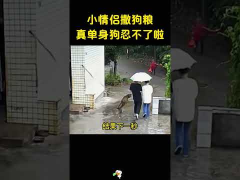 小情侣撒狗粮，单身狗忍不了啦，上去就是一口，哈哈哈 #搞笑 #大熱門 thumbnail