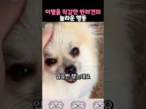 이별을 직감한 반려견의 놀라운 행동 thumbnail