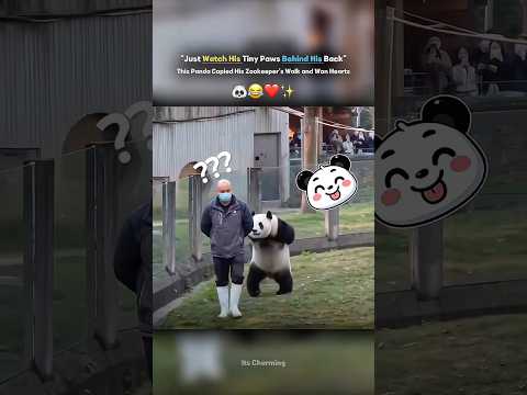 Just Watch His Tiny Paws Behind His Back — This Panda Copied His Zookeeper’s Walk and Won Hearts🐼❤️ thumbnail