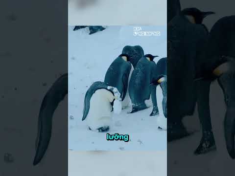 Khi Lương Tâm Thắng Quy Tắc 🐧 thumbnail