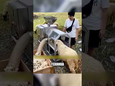 Эта машина стрижёт овцу за СЕКУНДЫ?⚙️? thumbnail