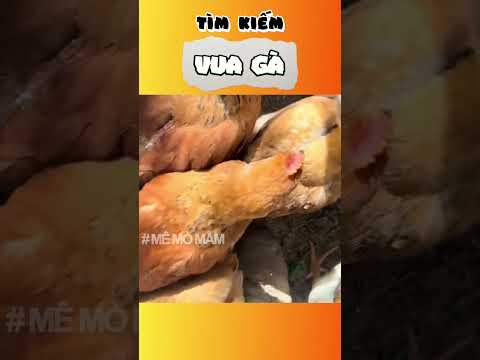 Tìm kiếm vua gà | Mê Mò Mẫm thumbnail