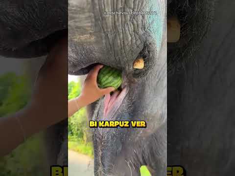 Koca Fili Beslediğine Pişman Olacaktı.. ❗? (Credit: mischievouselephant3672 /YT) thumbnail