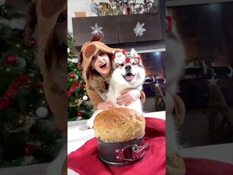 RICETTA del CANETTONE: Il PANETTONE per CANI! 😋🐶🍞 #ricetta #cane #dog #cani #dogs thumbnail