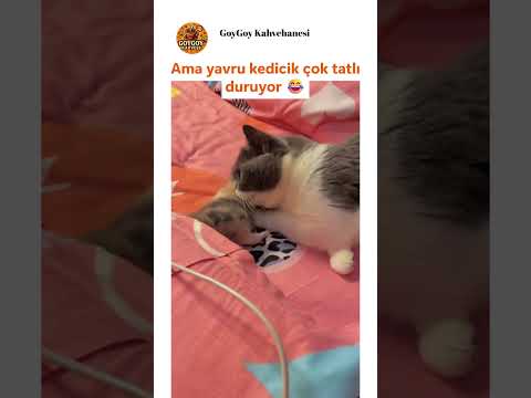 Anne şefkati 😻 thumbnail