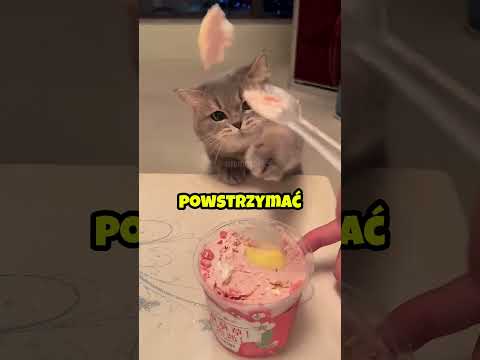 🐱 Umowa Z Kotem thumbnail