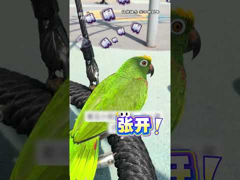 我一直在等鹦鹉叫，结果你告诉我，一直叫的就是鹦鹉#鹦鹉  #冷知识  #万万没想到 #动物的迷惑行为 thumbnail