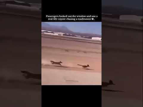 Passengers looked out the window and saw a real-life covote chasing a roadrunner ?❤️‍? thumbnail