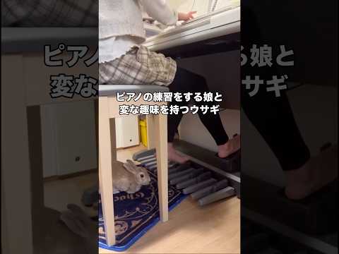 作曲発表会に向けピアノの練習に力が入る娘の足元で変な趣味を愉しむウサギ #ウサギ #うさぎ #うさぎのいる暮らし #shorts thumbnail