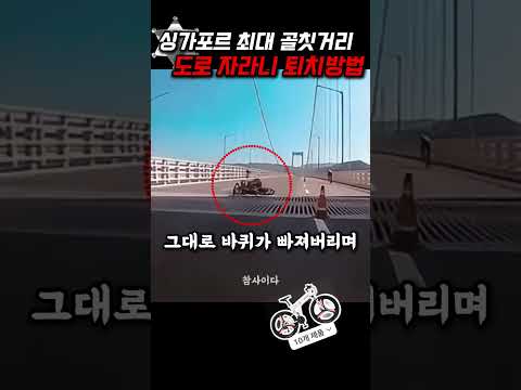 도로 위 최대 골칫거리 무개념 자라니들을 잡기위한 싱가포르의 묘수는.. thumbnail