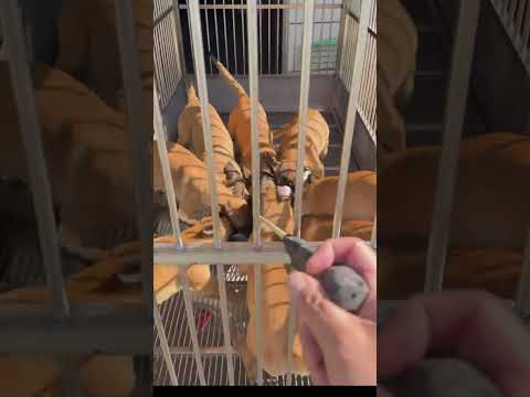 dog coach #dogcoach #dog #dogshorts #animals thumbnail