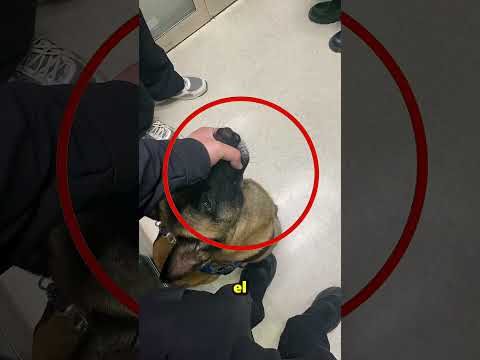 El Policía Controló A Su Perro Justo A Tiempo 😱 thumbnail