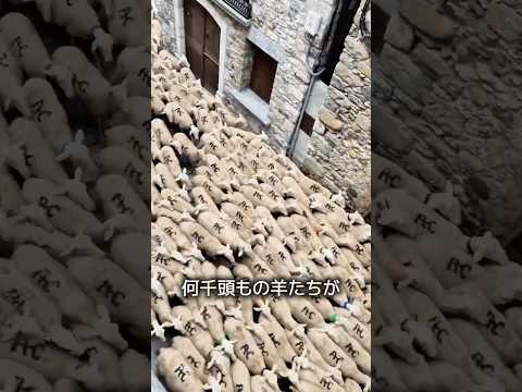 道路を埋めつくす羊 thumbnail