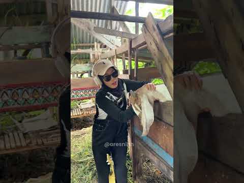 Event tahunan + Idul Adha 2026 🦙🐐 sound @3wayAsiska  #fyp #pov #iduladha #27bulanmei  #2026 thumbnail