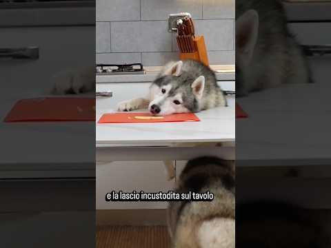Riusciranno i miei CANI a NON mangiare dal tavolo?😰🐶🫣#challenge #dogchallenge #dog #cane #comedy thumbnail