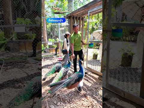 Nana Resort Kaeng Krachan (นาน่ารีสอร์ท แก่งกระจาน) อยู่ท่ามกลางธรรมชาติ มีคาเฟ่ริมน้ำ thumbnail