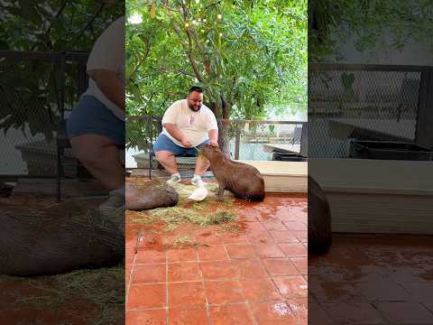 DEV FARELERİN VE KAPİBARALARIN OLDUĞU KAFEYE GİTTİM! reklam #shorts thumbnail